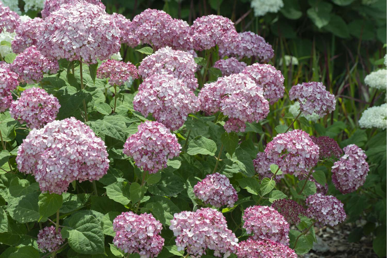 Pallohortensia ‘Candybelle Bubblegum’